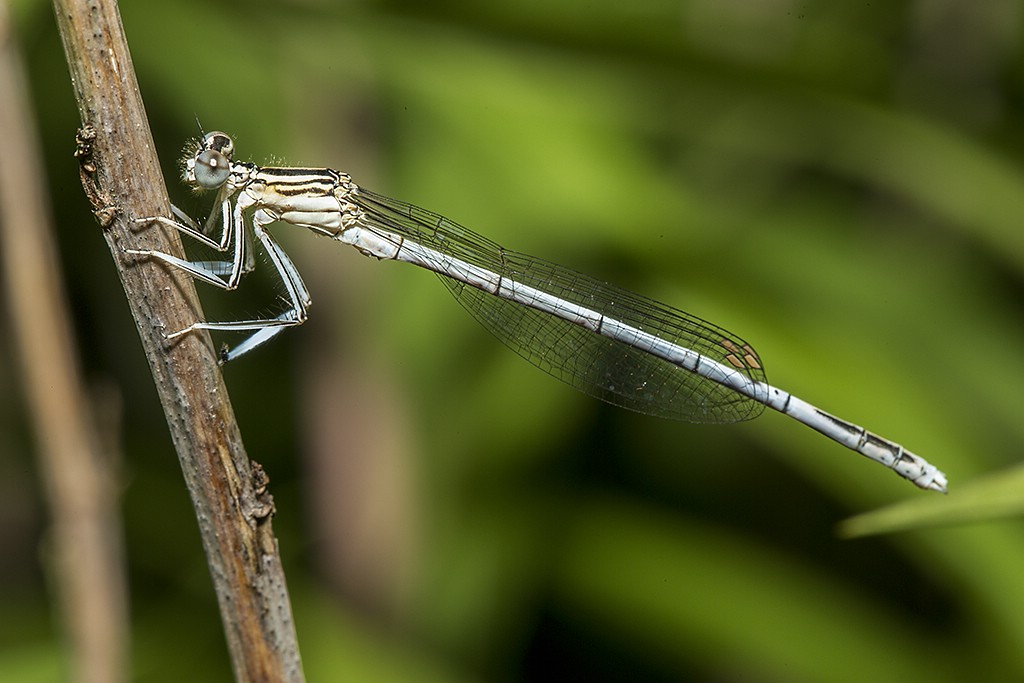 Federlibelle (Platycnemis pennipes)