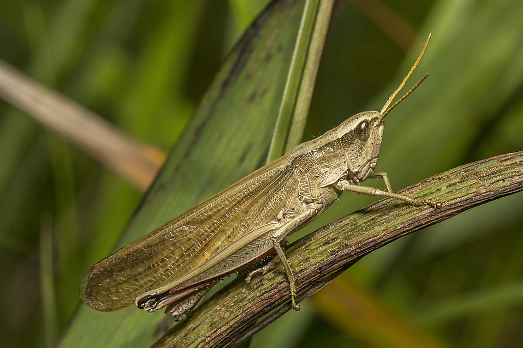 Große Goldschrecke