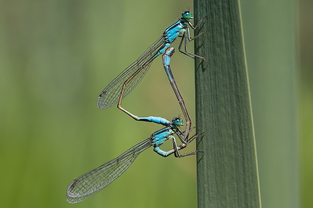 Pechlibelle Paarungsrad