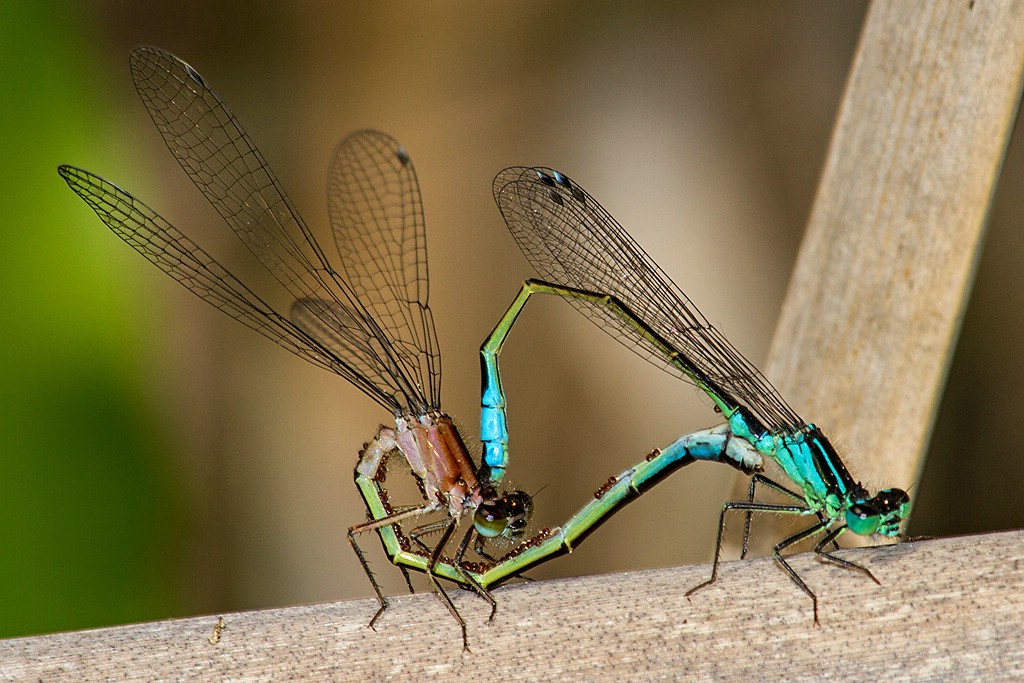 Pechlibelle Paarungsherz