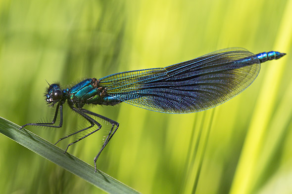 Gebänderte Prachtlibelle Gebänderte Prachtlibelle, Foto: Rainer Stawikowski