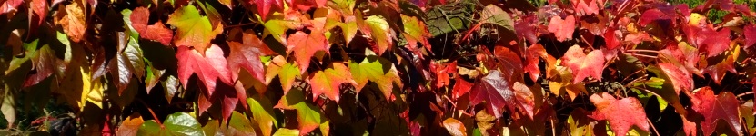 Headerbild Headerbild