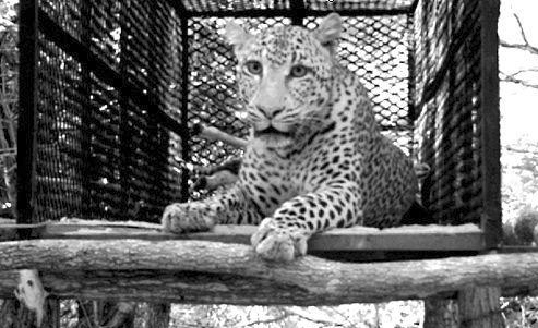 Leopard