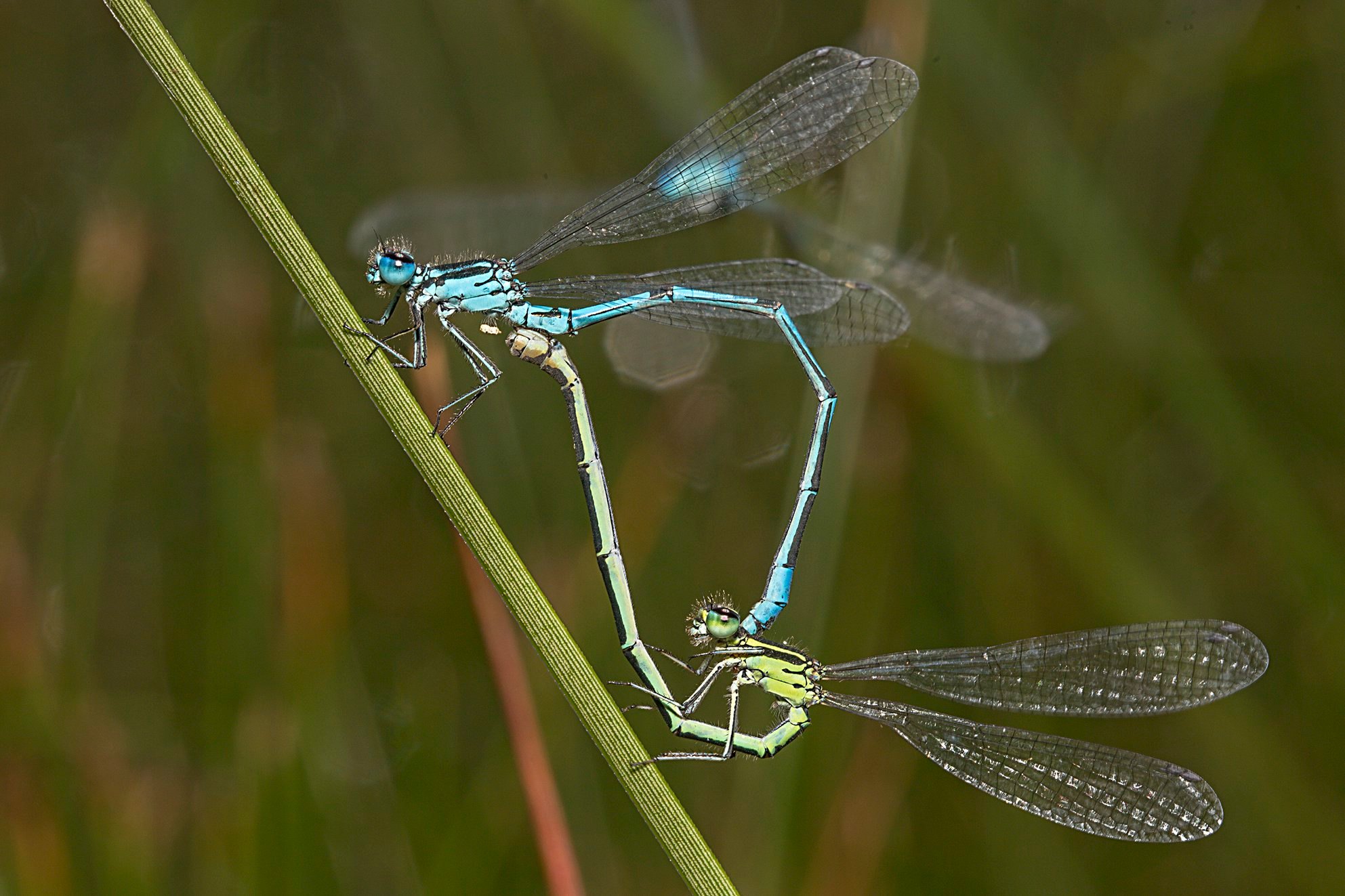 Nun lässt auch die ebenso große Hufeisen-Azurjungfer (Coenagrion puella) nicht mehr lange auf sich warten. Männchen präsentieren sich in leuchtendem Hellblau und tragen eine hufeisenförmige Zeichnung auf dem Bruststück (Thorax). Weibchen sind gewöhnlich grün und auf dem Rücken schwarz.