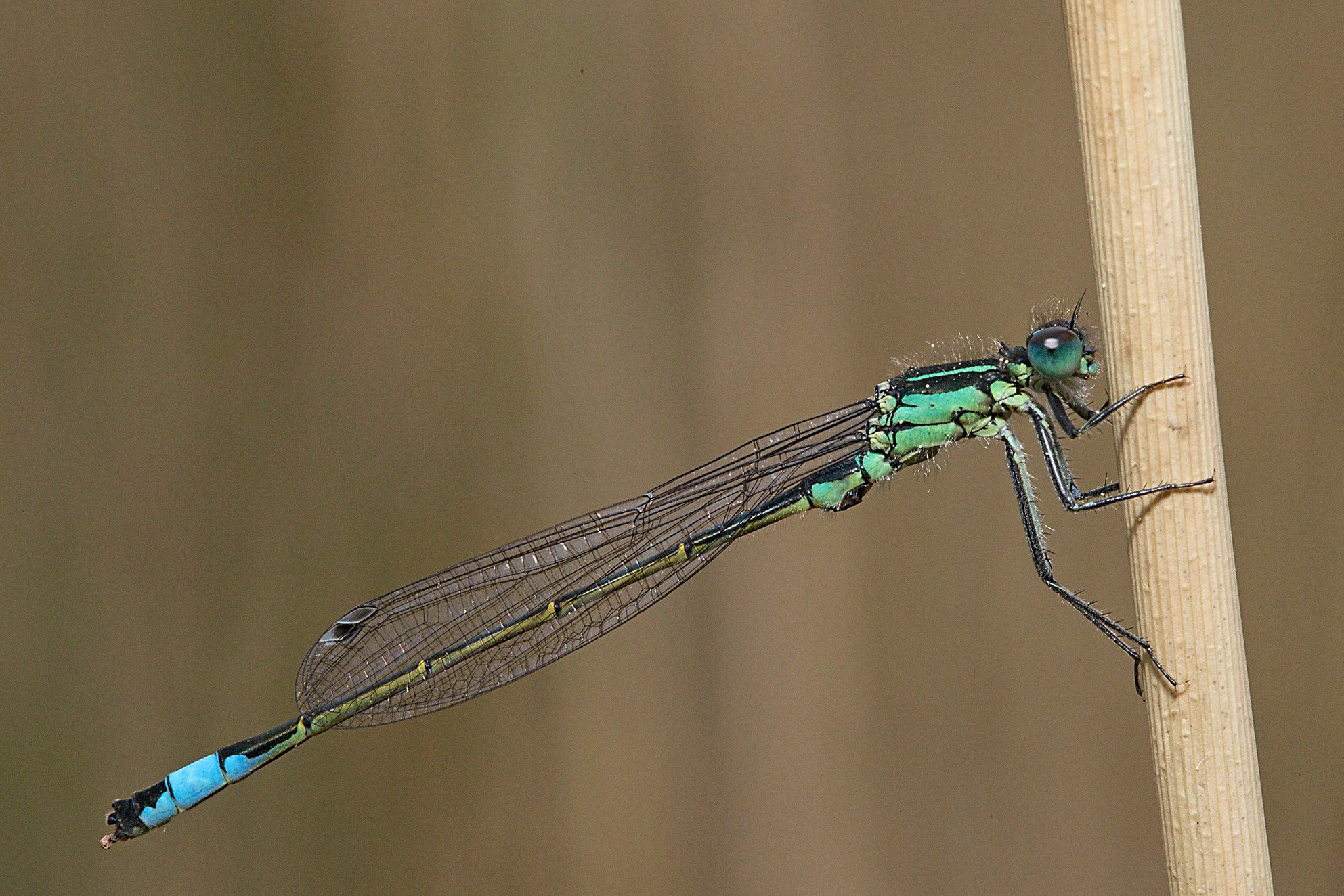 In dieselbe Größenklasse gehört die Große Pechlibelle (Ischnura elegans), an manchen Gewässern die häufigste Art – und zugleich eine der ausdauerndsten, fliegt sie doch (je nach Witterung) bis in den Herbst. Ein Kennzeichen ist die hellblaue „Laterne“ an den letzten Segmenten des oberseits pechschwarzen Abdomens. Männchen besitzen einen blauen Thorax, bei den Weibchen kann er blau, grün, violett, rosa, gelblich oder braun aussehen.