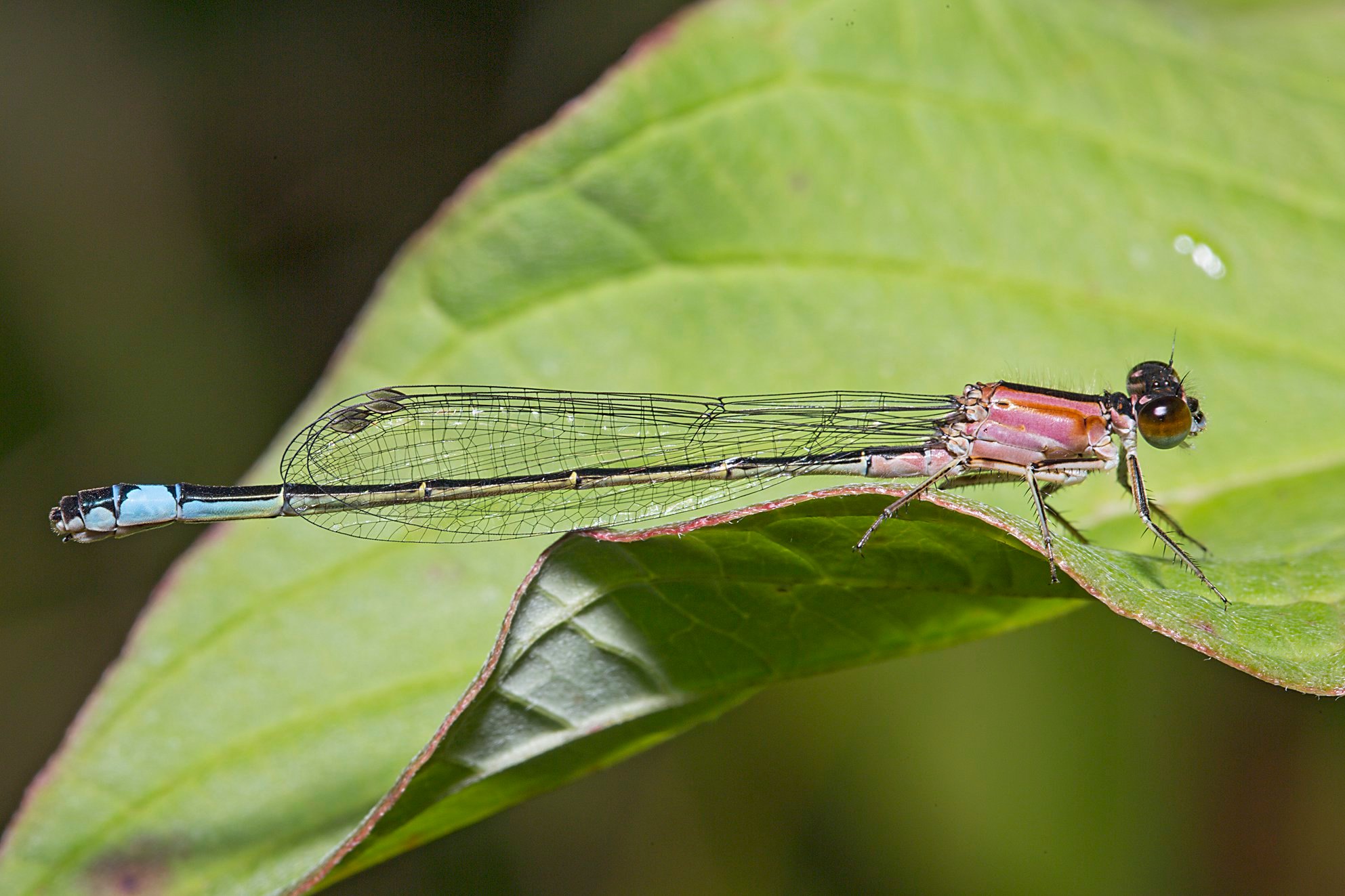 Große Pechlibelle (Ischnura elegans). Männchen besitzen einen blauen Thorax, bei den Weibchen (hier im Bild) kann er blau, grün, violett, rosa, gelblich oder braun aussehen.