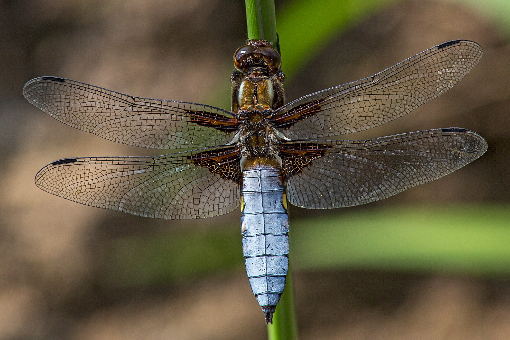 Als eine der ersten Großlibellen ist der bis fünf Zentimeter lange Plattbauch (Libellula depressa) „auf den Flügeln“, mit seinem breiten Hinterleib ein richtiger Brummer. Frisch geschlüpfte Tiere sind gelb; das ist die Farbe der Weibchen, die mit dem Alter jedoch dunkler werden. Der Hinterleib reifer Männchen erstrahlt in einem wachsartigen Hellblau, sodass in der Vegetation ruhende Tiere schon von Weitem ins Auge fallen.