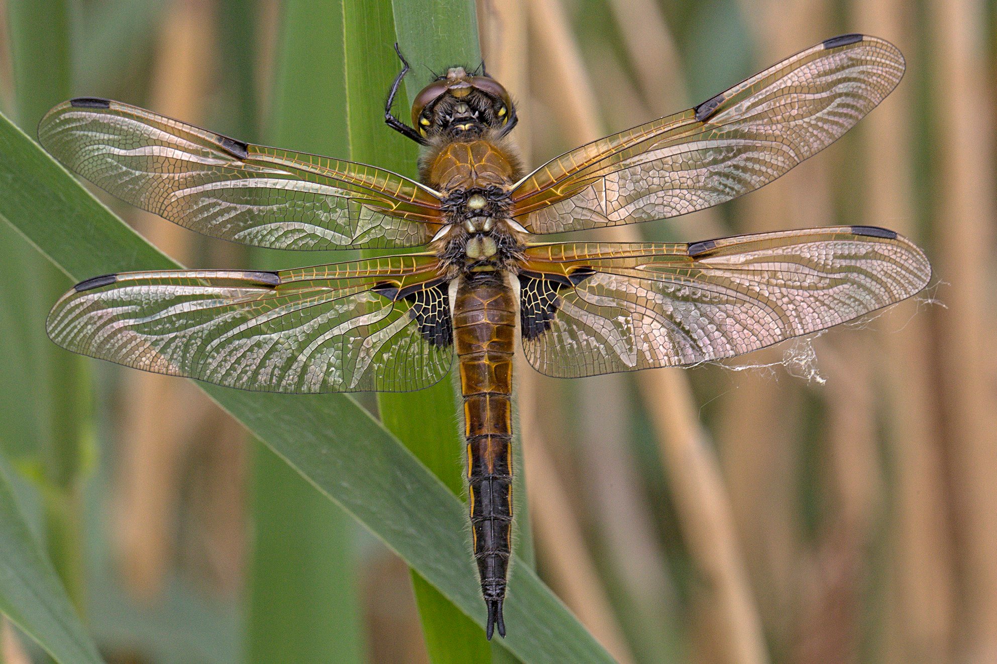 Etwa zur gleichen Zeit lässt sich der Vierfleck (Libellula quadrimaculata) blicken. Er ist geringfügig größer und deutlich schlanker als sein dicker Vetter. Beide Geschlechter tragen ein braunes Farbkleid. Charakteristische Merkmale sind die jeweils vier schwarzen Flecke sowohl auf den Vorder- als auch auf den Hinterflügeln. Bevorzugt der Plattbauch Gewässer mit pflanzenfreien Zonen, sucht der Vierfleck lieber vegetationsreiche Habitate auf.