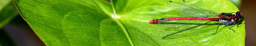 Headerbild Headerbild