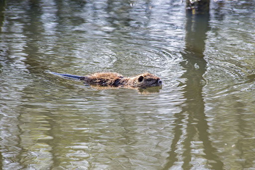 Nutria im Emscherbruch Nutria im Emscherbruch