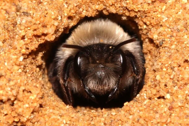Eine Große Weidensandbiene schaut aus ihrem Nestbau