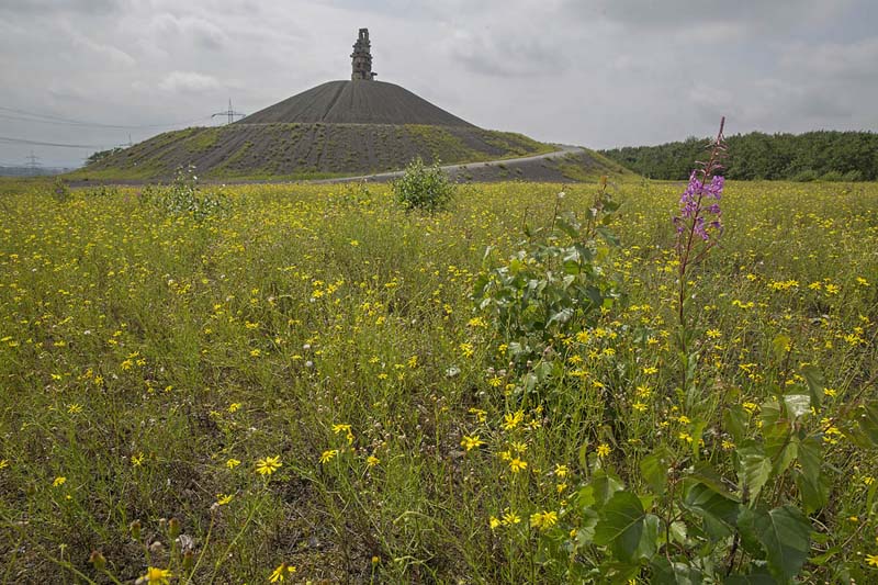 Rheinelbe Halde Rheinelbe Halde