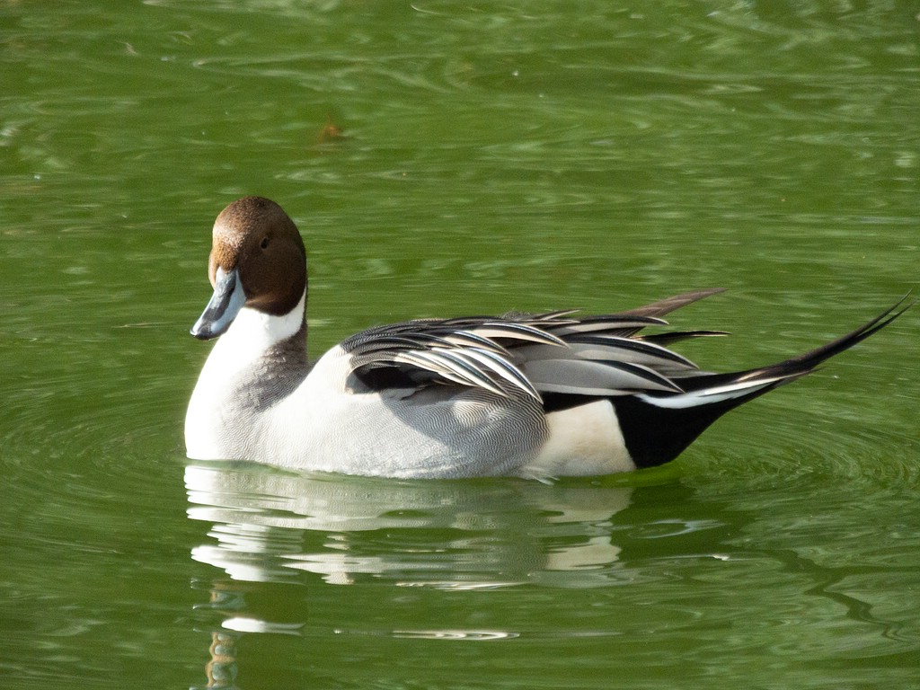 Spießente