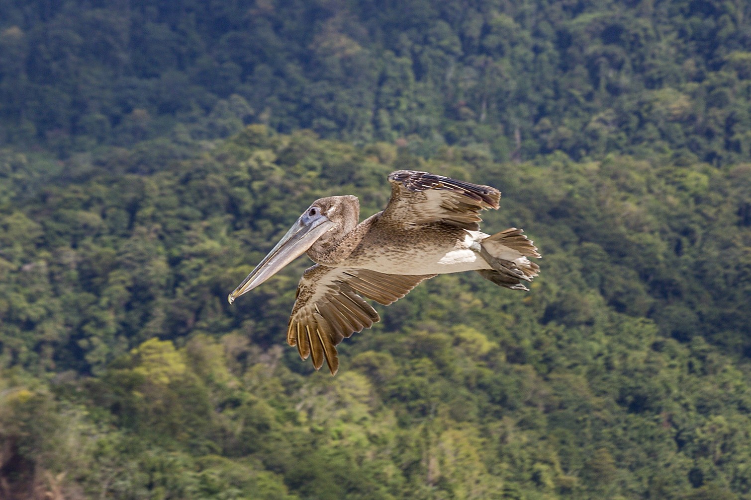 Vogel
