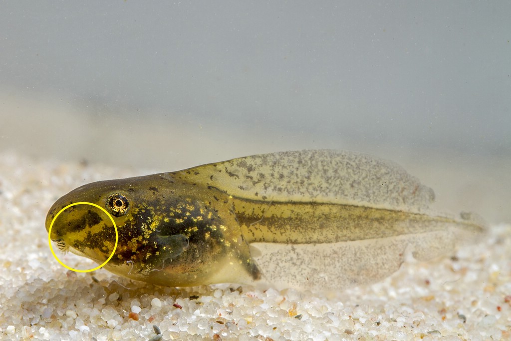 Kaulquappe des Kleinen Wasserfrosches