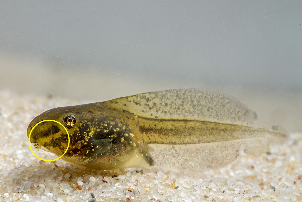 Kaulquappe des Kleinen Wasserfrosches