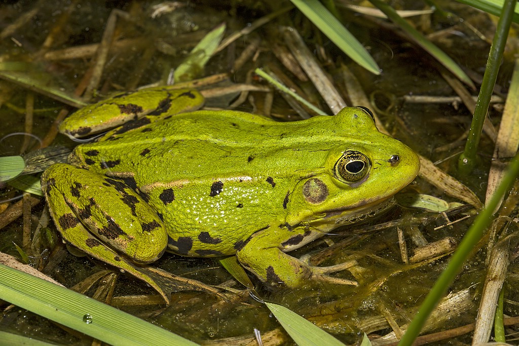 Kleiner Wasserfrosch