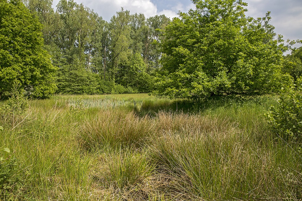 Einstiger Lebensraum von Pelophylax lessonae