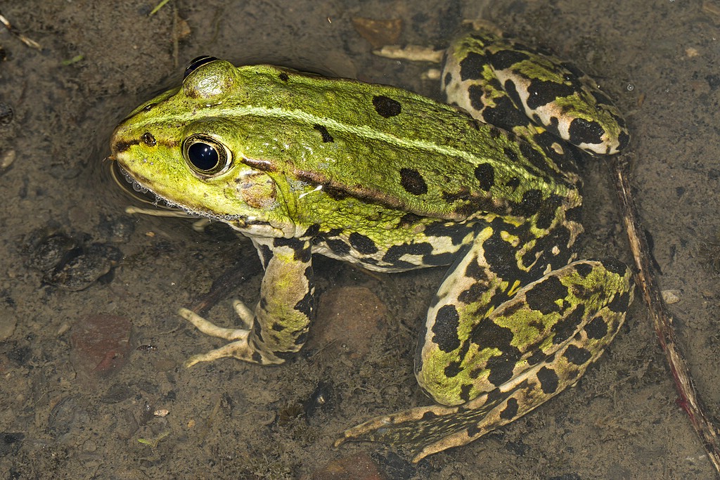 Teichfrosch (P. esculentus)