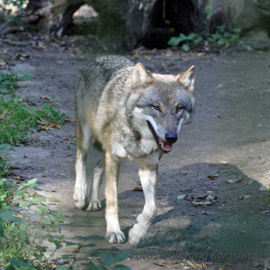 Wolf
