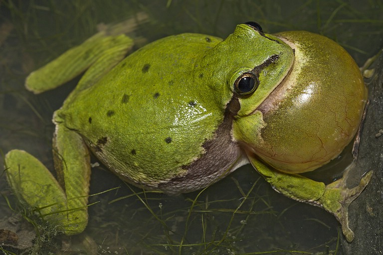 Rufendes Laubfrosch-Männchen auf der Halde Rheinelbe