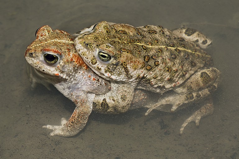 Ein Paar hat sich gefunden, manche Individuen der Kreuzkröte sehen richtig bunt aus