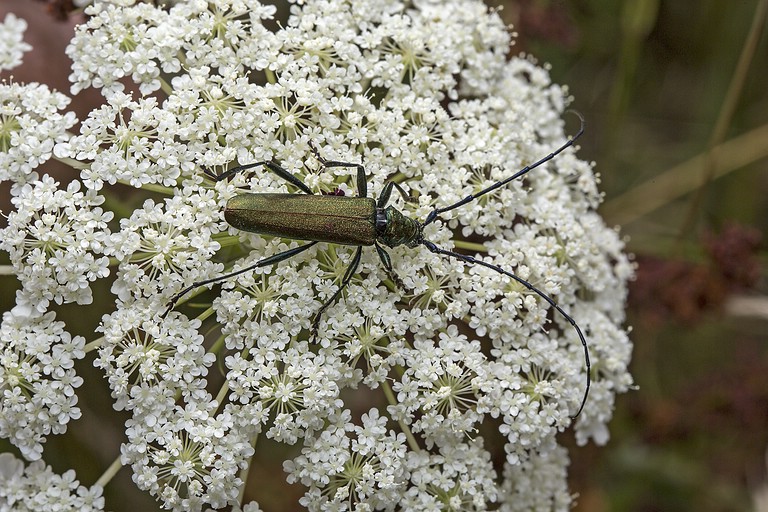 Moschusbock