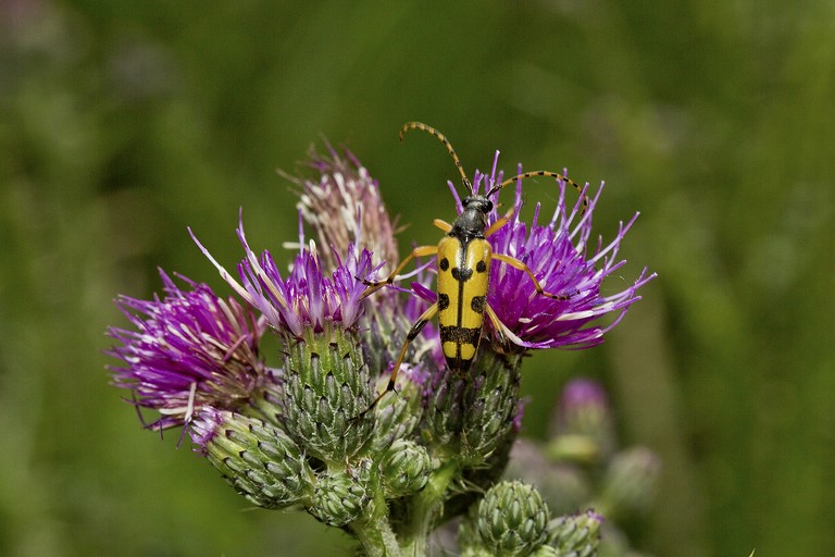 Gefleckter Schmalbock