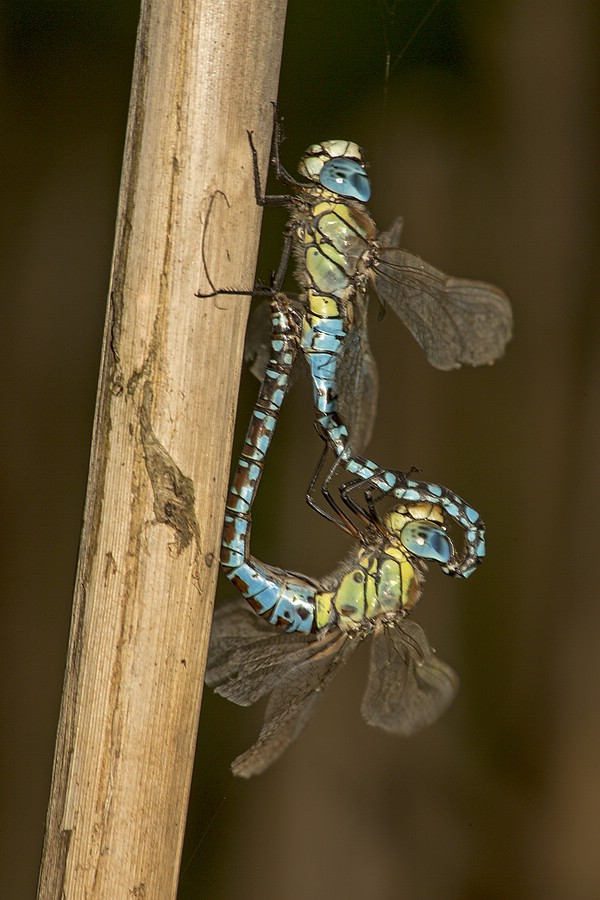 ... und ein Paarungsrad mit blauem Weibchen