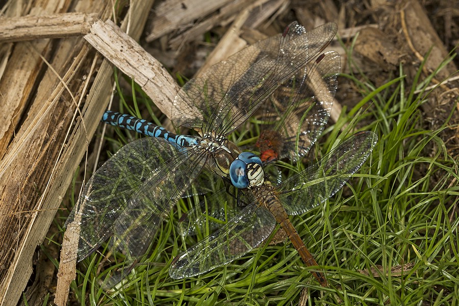 Ein Männchen hat ein Tandem der Blutroten Heidelibelle überwältigt und frisst nun an dem Weibchen (in der Bildmitte im Hintergrund das rote Männchen)