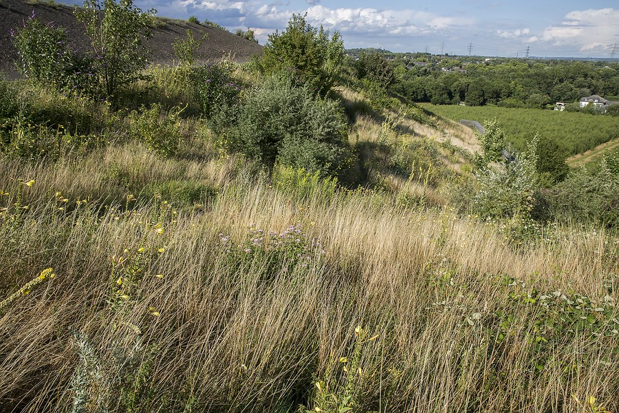 Südosthang der Halde Rheinelbe